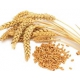 зародыши пшеницы, СК СО2 экстракт, сверкритический, флюидный, Россия, 5 мл