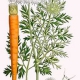 морковь, семена, СК СО2 экстракт, сверкритический, флюидный, Россия, 5 мл