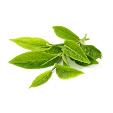 зелёного чая, лист, СК СО2 экстракт, сверкритический, флюидный, Россия, 5 мл, экстрагировано углекислотой под давлением
