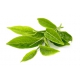 зелёного чая, лист, СК СО2 экстракт, сверкритический, флюидный, Россия, 5 мл